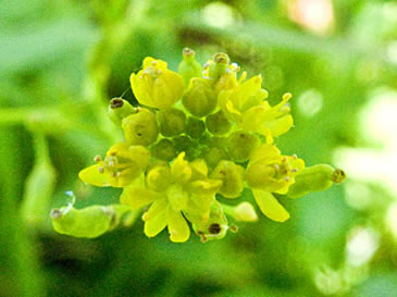 flower head up close
